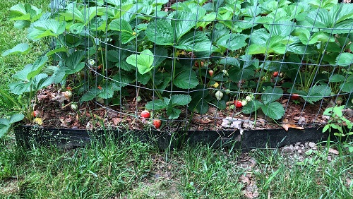 Strawberries - 1.jpg